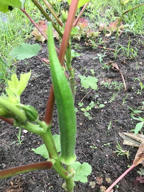 いつ梅雨明ける?_f0204295_16183385.jpg