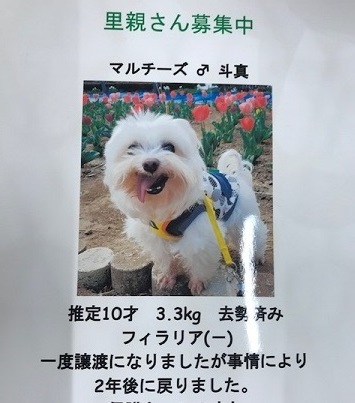 ラブくん、イオンの譲渡会へ!_f0242002_15100927.jpg