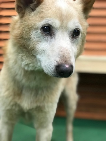 ラブくん、イオンの譲渡会へ!_f0242002_15114025.jpg