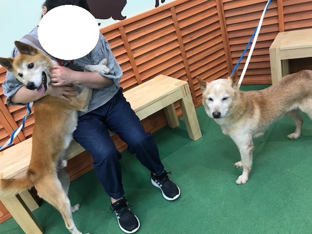 ラブくん、イオンの譲渡会へ!_f0242002_15115958.jpg