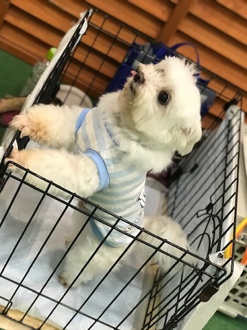 ラブくん、イオンの譲渡会へ!_f0242002_15155612.jpg