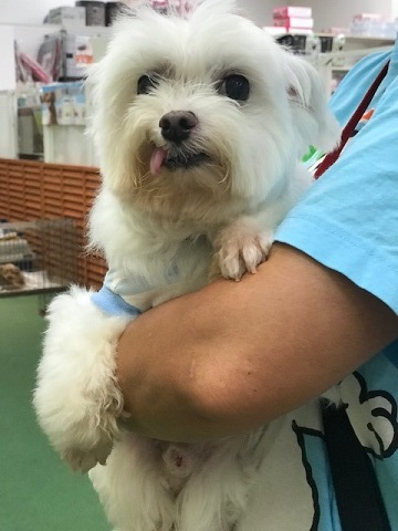 ラブくん、イオンの譲渡会へ!_f0242002_15160463.jpg