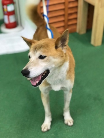ラブくん、イオンの譲渡会へ!_f0242002_15454663.jpg