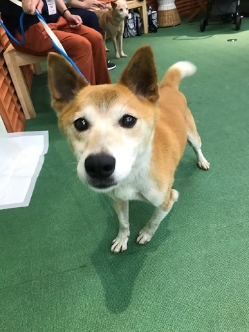 ラブくん、イオンの譲渡会へ!_f0242002_15455522.jpg