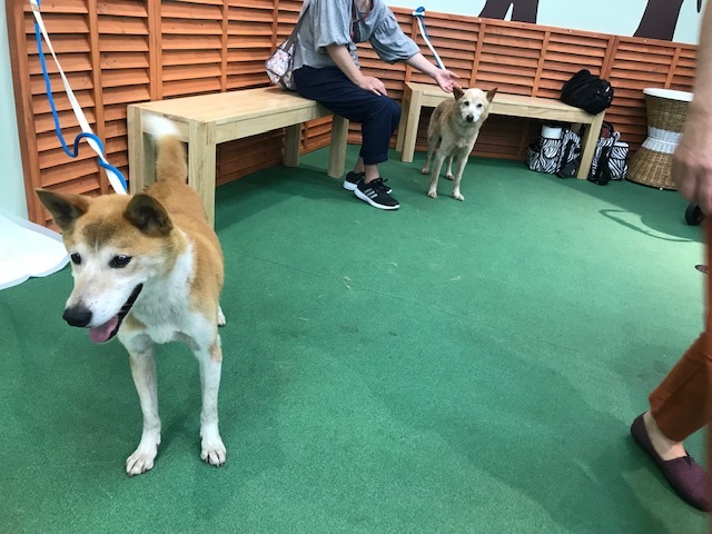 ラブくん、イオンの譲渡会へ!_f0242002_15460135.jpg