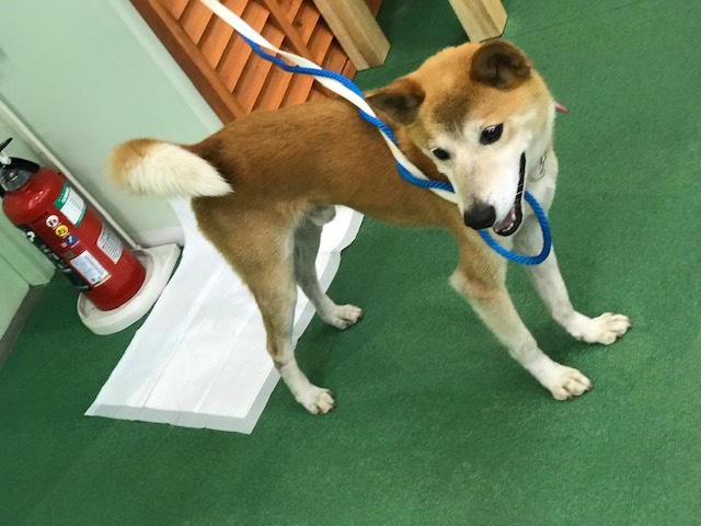 ラブくん、イオンの譲渡会へ!_f0242002_15474027.jpg