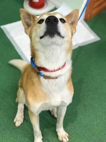 ラブくん、イオンの譲渡会へ!_f0242002_16010839.jpg