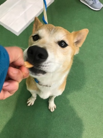 ラブくん、イオンの譲渡会へ!_f0242002_16012171.jpg