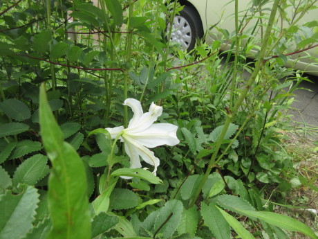 花菖蒲植え替え・アンニンゴ酒など_a0203003_15020068.jpg