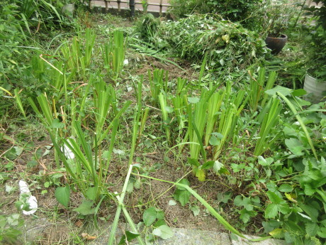 花菖蒲植え替え・アンニンゴ酒など_a0203003_15022026.jpg