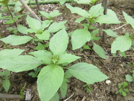 花菖蒲植え替え・アンニンゴ酒など_a0203003_15024497.jpg