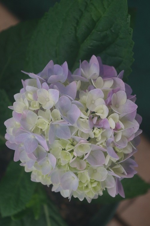 c0147909_10350711.jpg