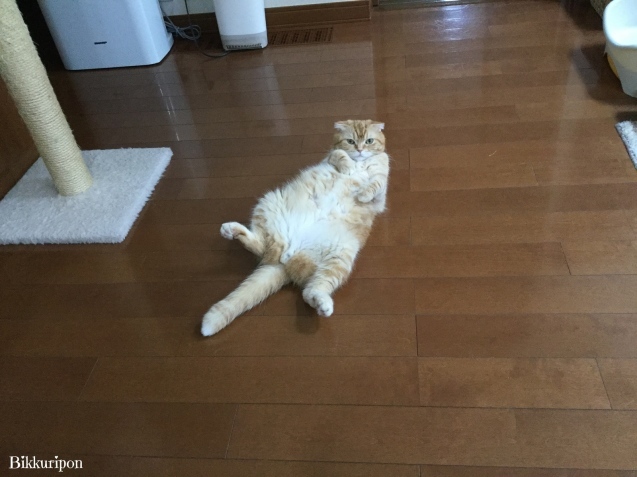 猫ですけど_d0344913_09265976.jpg