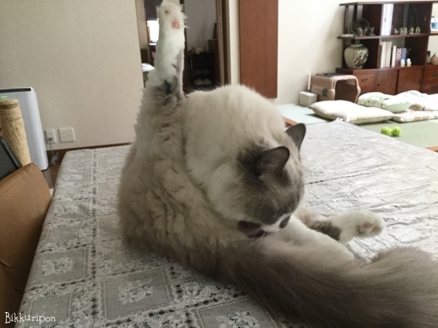 猫ですけど_d0344913_09270529.jpg