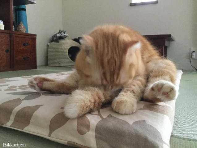 猫ですけど_d0344913_09270877.jpg