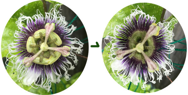 果物時計草その二 マリカの野草画帖