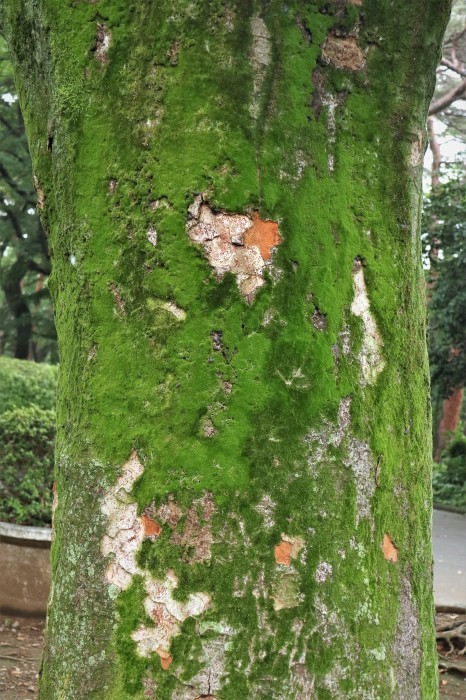 青ゴケと 梅雨時の木々 さいたま日記