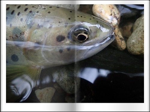 バイト釣法で山女魚釣り_d0227723_22095133.jpg
