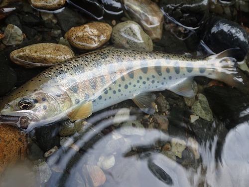 バイト釣法で山女魚釣り_d0227723_22303705.jpg