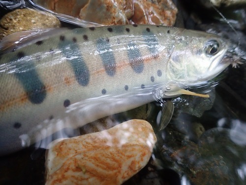 バイト釣法で山女魚釣り_d0227723_22324947.jpg