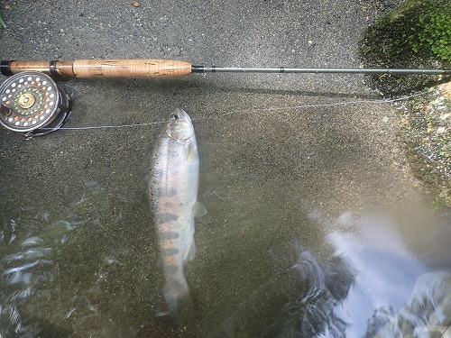 バイト釣法で山女魚釣り_d0227723_22384584.jpg