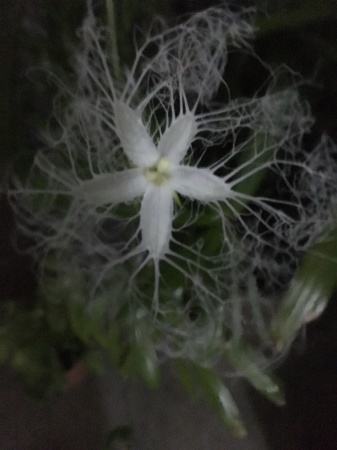 夜咲く花 Bloom Works