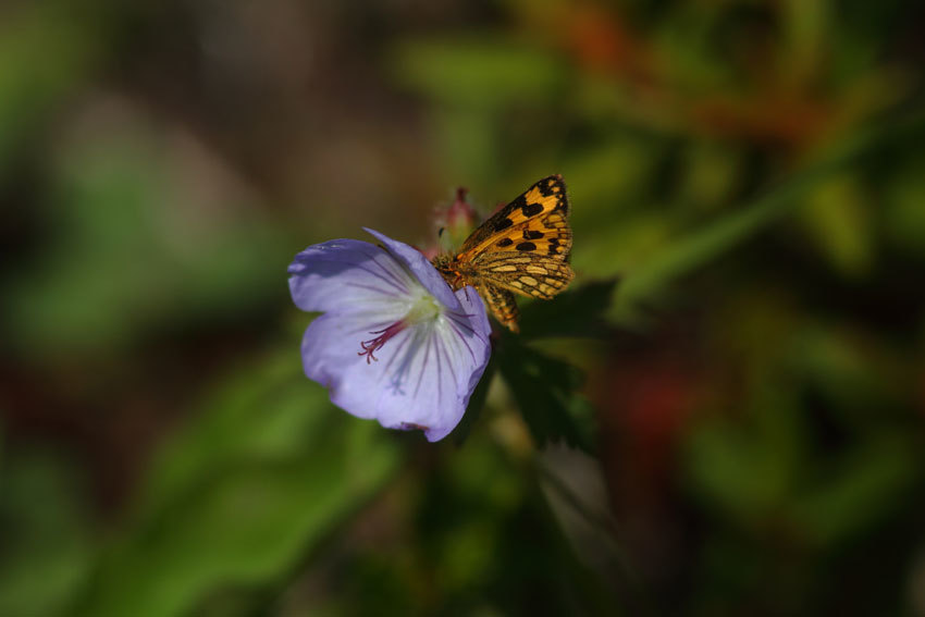 d0069235_22033985.jpg