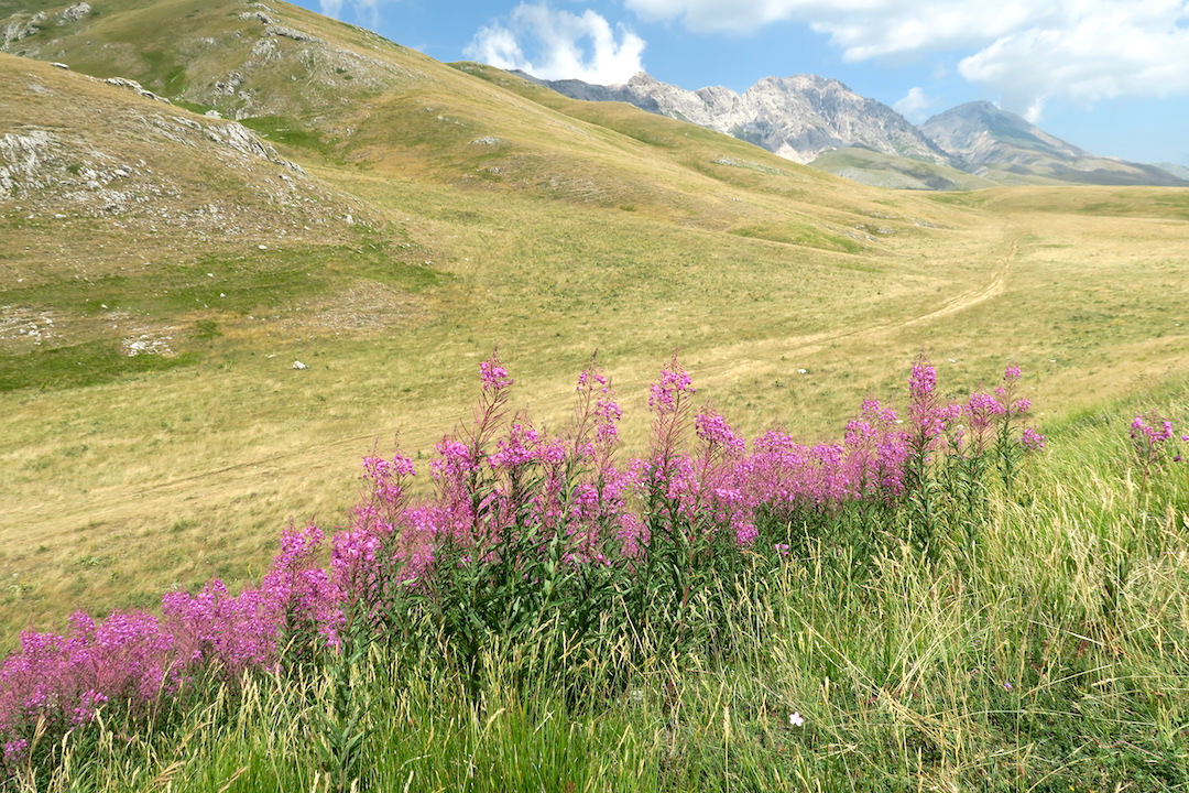 花彩る高原通ってペルージャへ グラン サッソ カンポ インペラトーレ イタリア写真草子