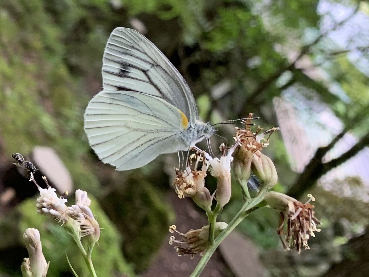 スピリチュアルメッセージ 昆虫やばいぜ 散歩ガイド