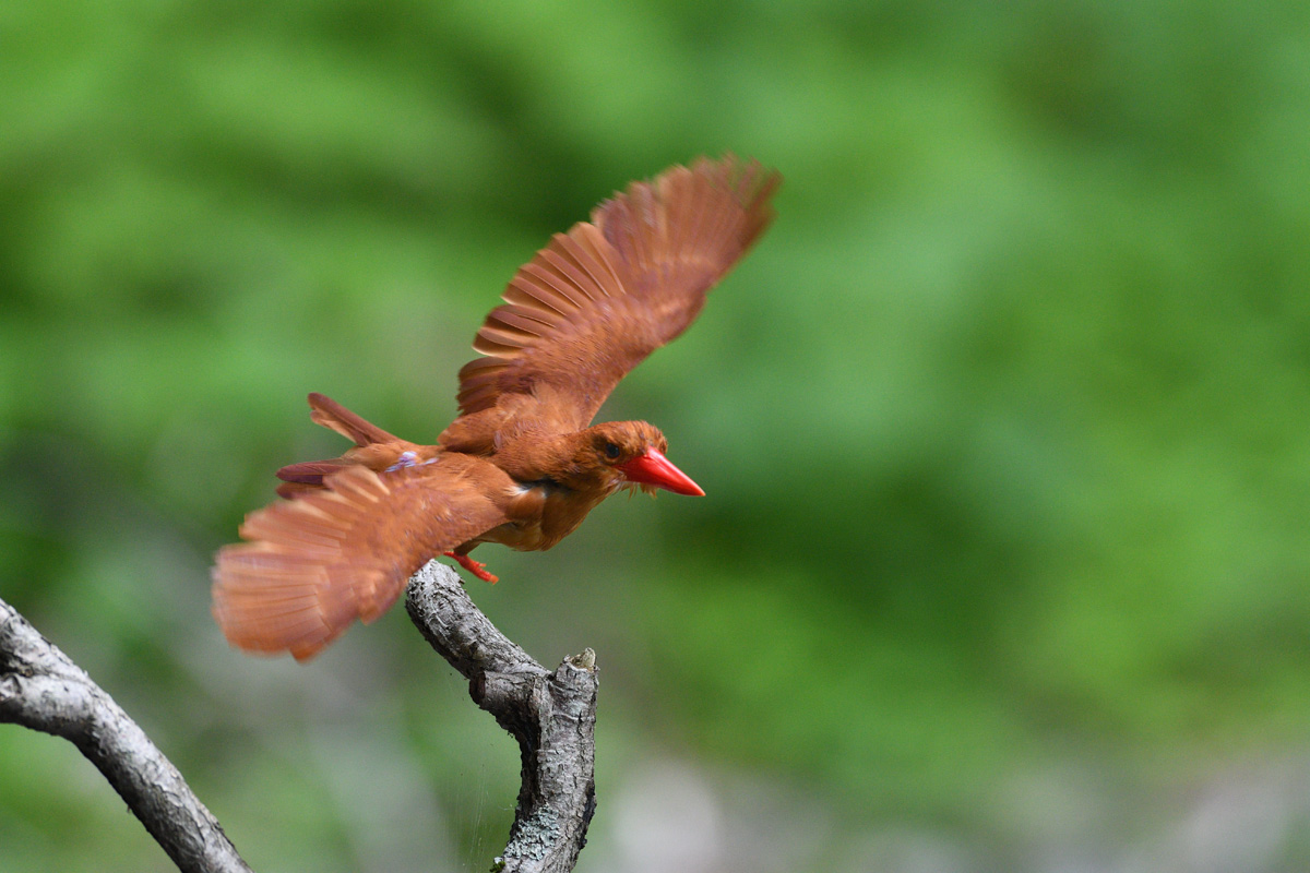 アカショウビン 大きく翼を広げて 鳥 撮り トリミング
