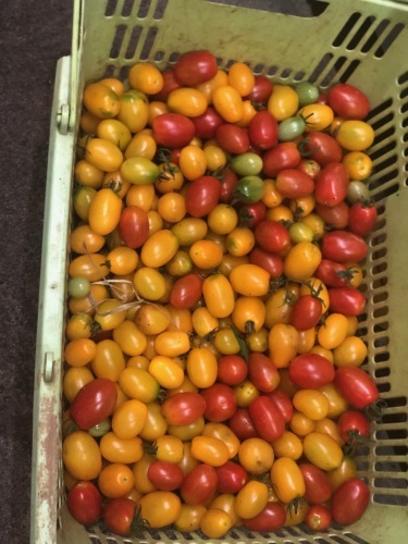 今朝はトマトをタップリ収穫してきました_c0222448_21491711.jpg