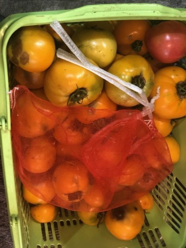 今朝はトマトをタップリ収穫してきました_c0222448_21501051.jpg