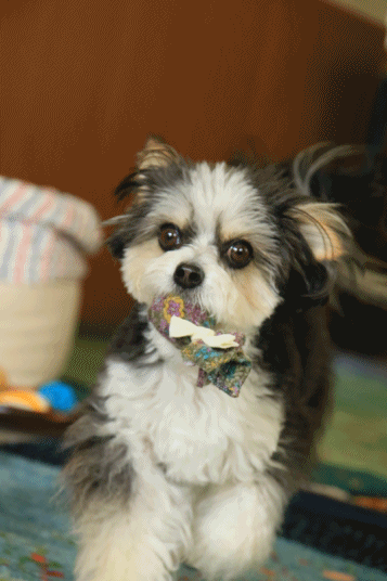c0145250_09394478.gif