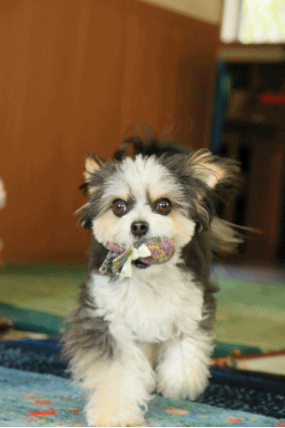 c0145250_09400477.gif