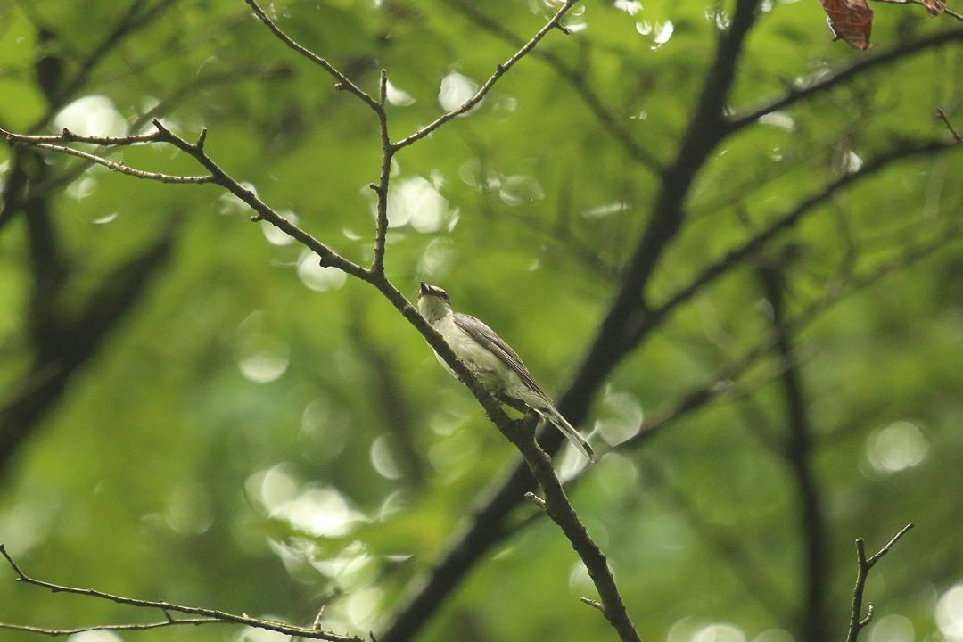 e0403850_20122490.jpg