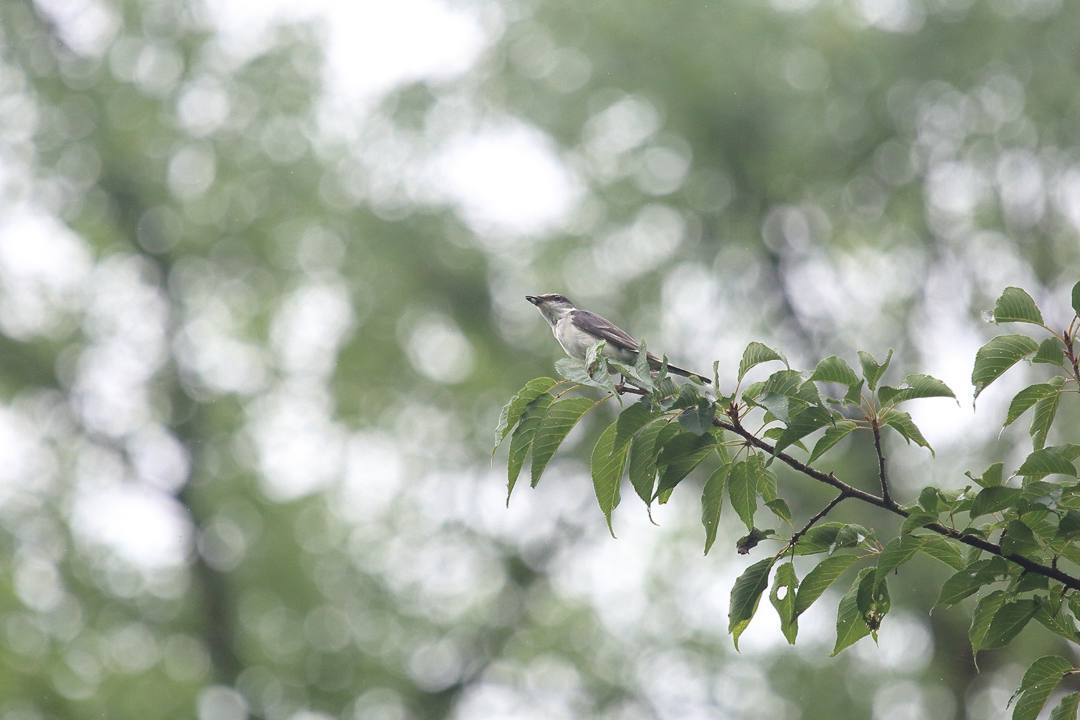 e0403850_20124270.jpg