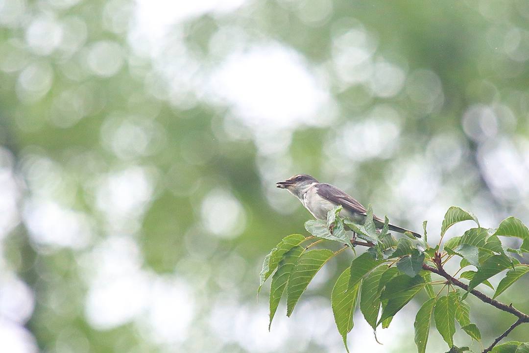 e0403850_20125752.jpg