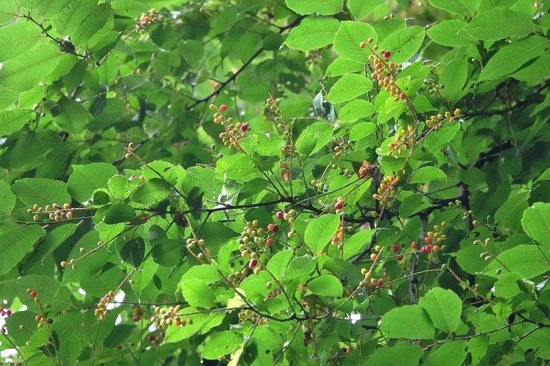 b0236251_11382891.jpg