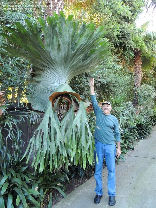 超大型種 のコドモ ポスドクの憂鬱 超大型種 のコドモ ポスドクの憂鬱