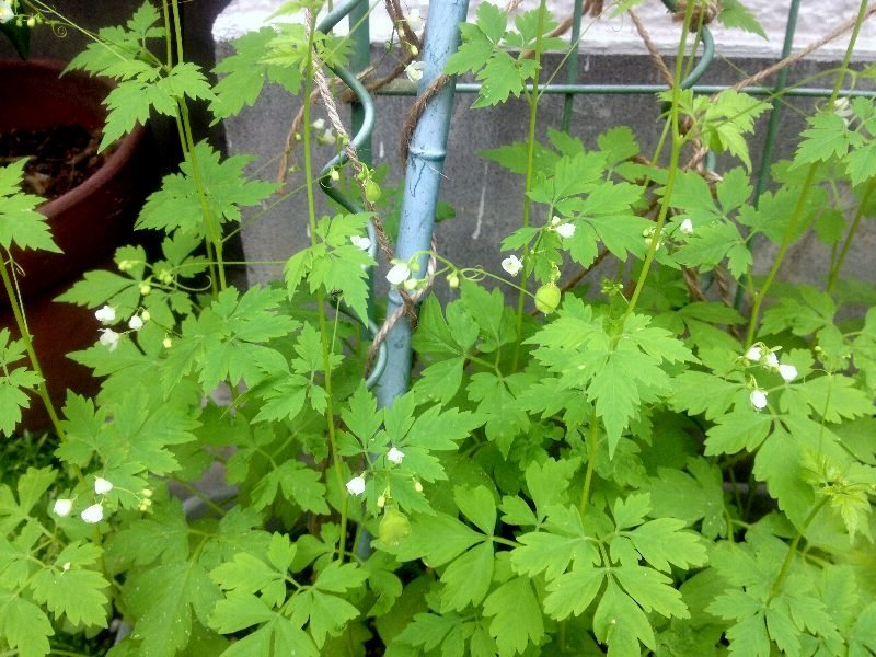 ☆フウセンカズラの花の季節☆_c0092953_10145153.jpg