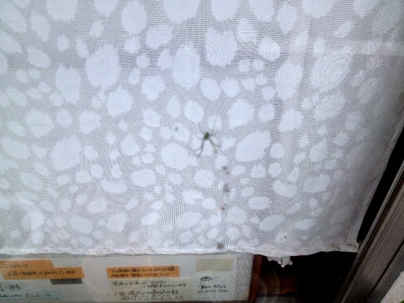 ☆フウセンカズラの花の季節☆_c0092953_10145626.jpg