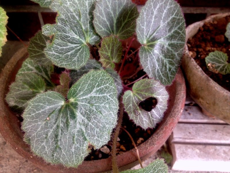 ☆フウセンカズラの花の季節☆_c0092953_10303152.jpg