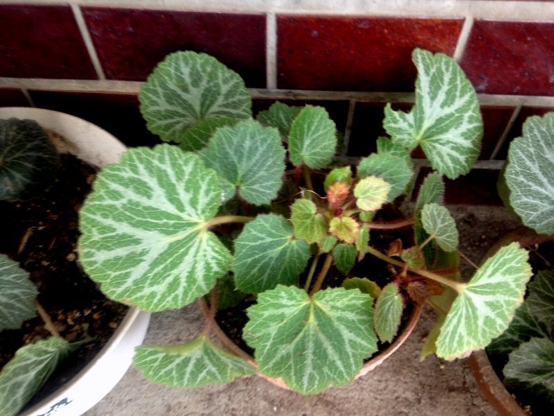 ☆フウセンカズラの花の季節☆_c0092953_10303582.jpg