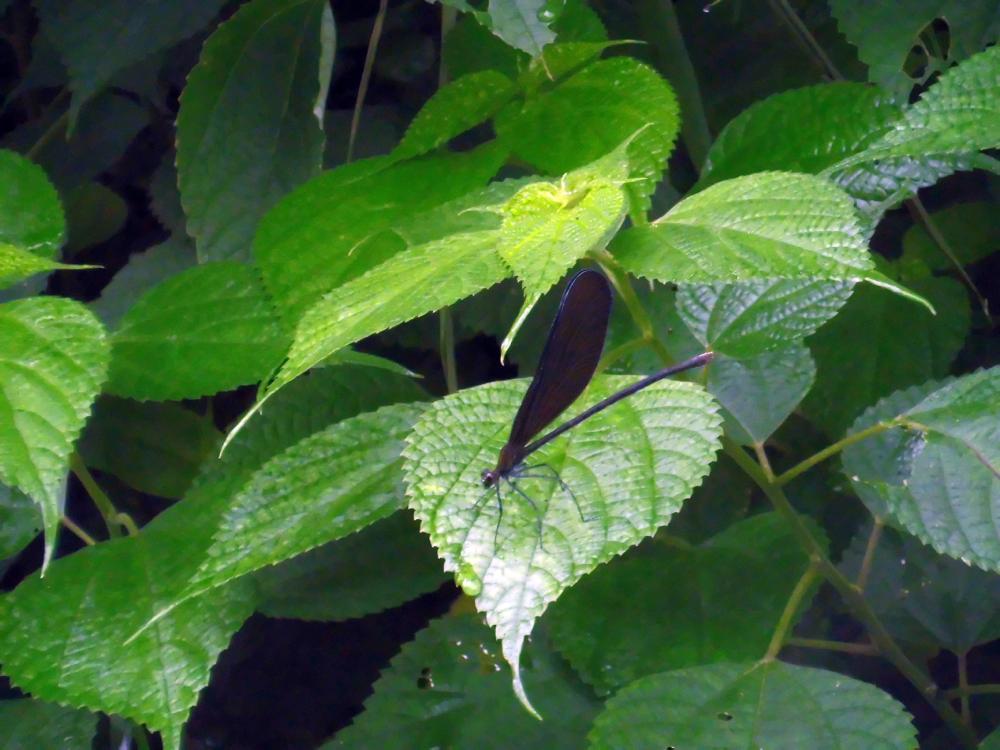 落花生_e0024554_21593706.jpg