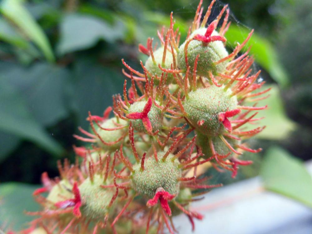 落花生_e0024554_21593714.jpg