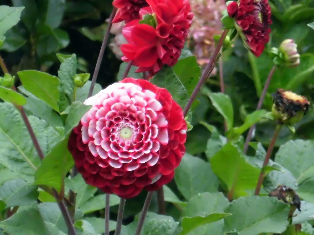 落花生_e0024554_21593856.jpg