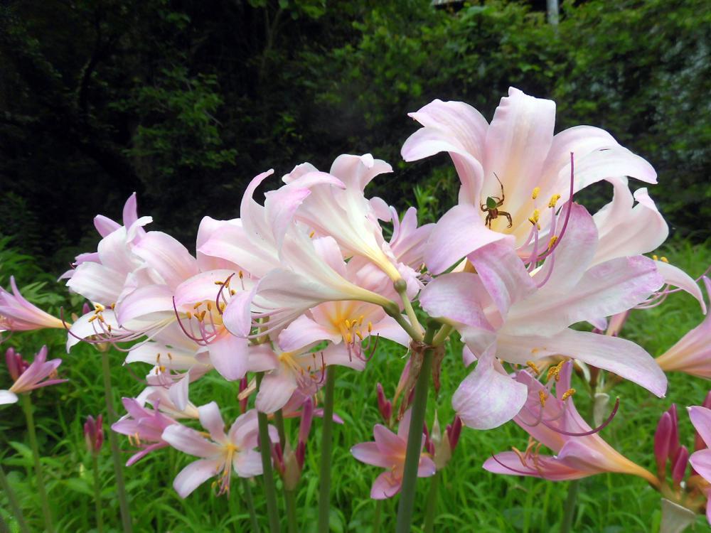 落花生_e0024554_21593863.jpg