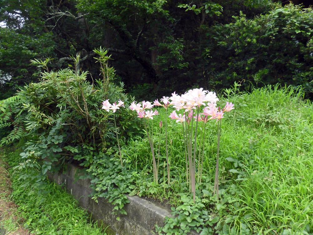 落花生_e0024554_21593886.jpg