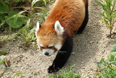 おたおめギンちゃん・その2_b0338756_08103122.jpg