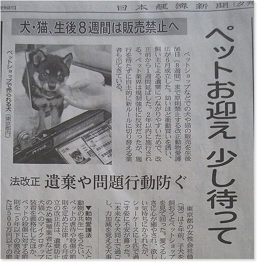動物愛護法 犬 猫の生後8週間は販売禁止へ 番犬ハナとmix犬サクのおさんぽ毎日